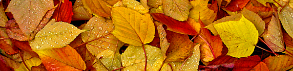 Autumn leaves