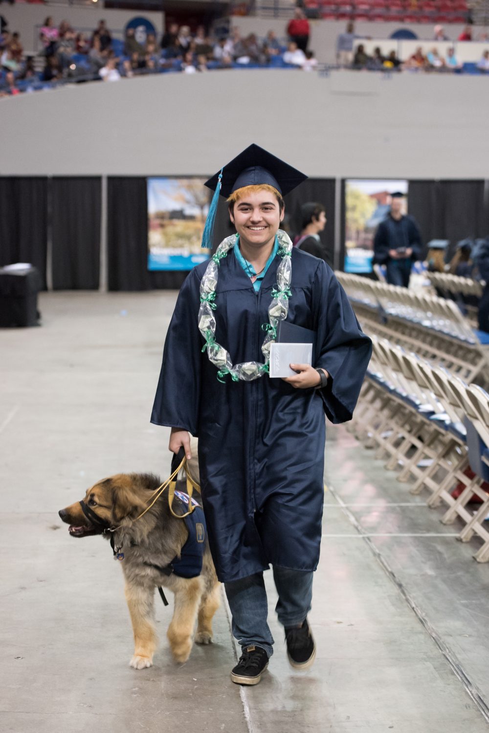 A smiling PCC student in their cap and gown at commencement walking with their service dog.