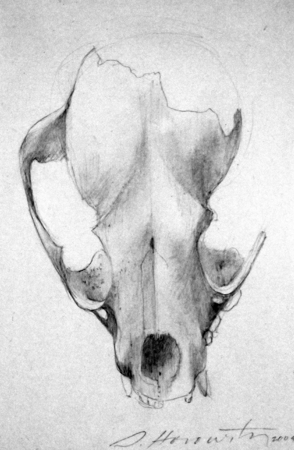 Untitled, (skull)