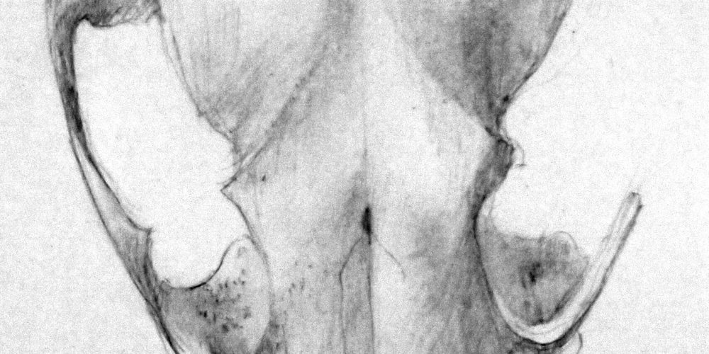 Untitled, (skull)