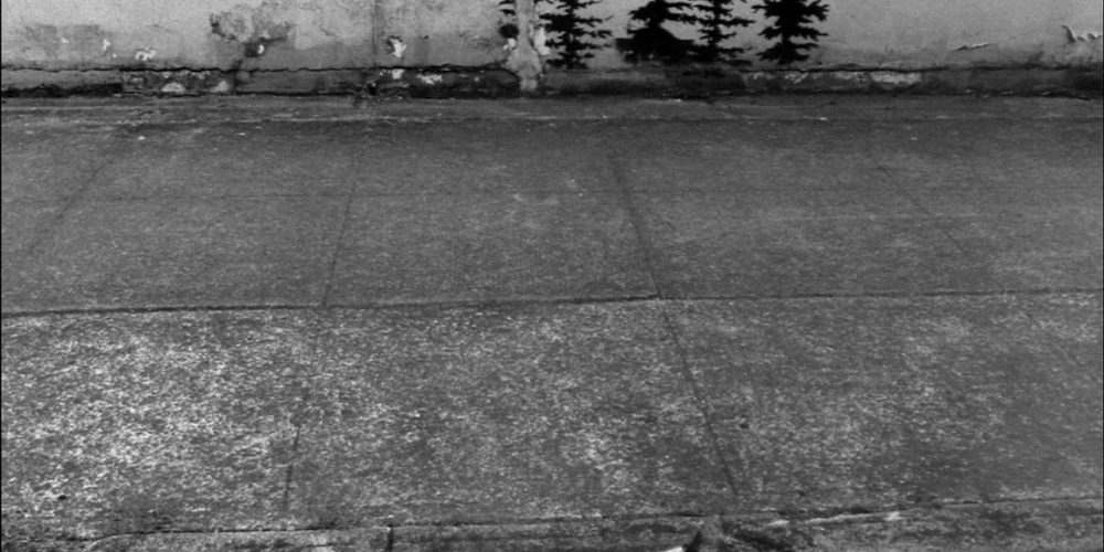 Portland, Oregon (Curb trees)