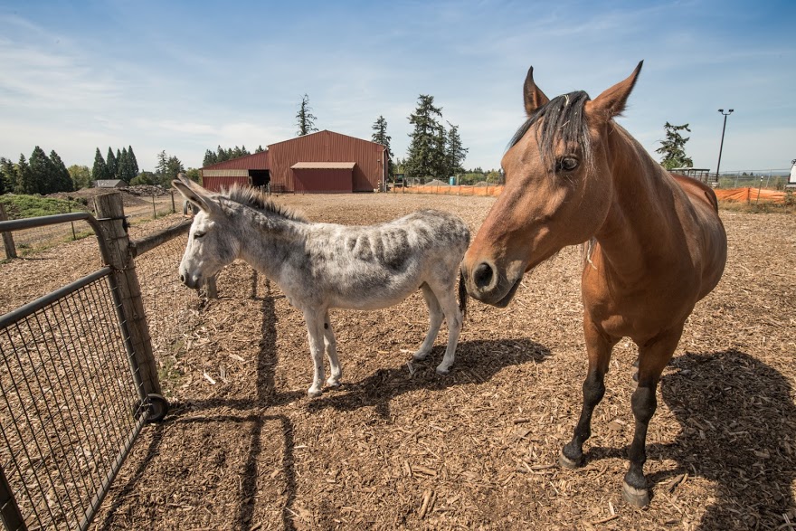 Donkey and horse in front of the barn at Rock Creek Campus