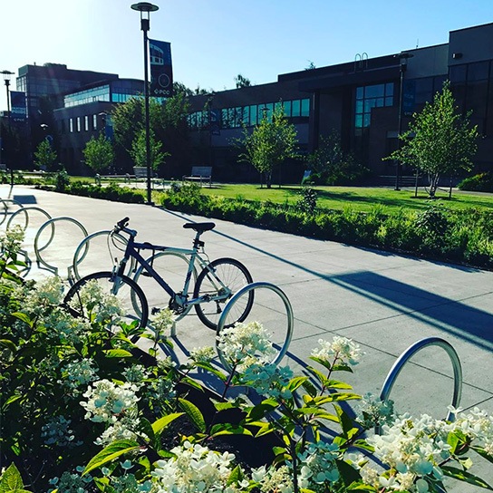 Bikes on campus