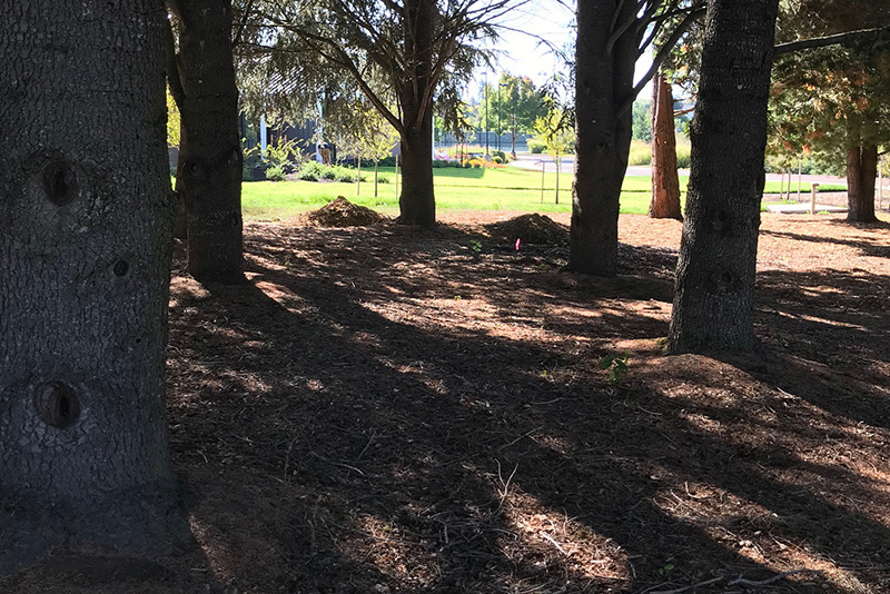 Trees at Rock Creek Campus from in the forest