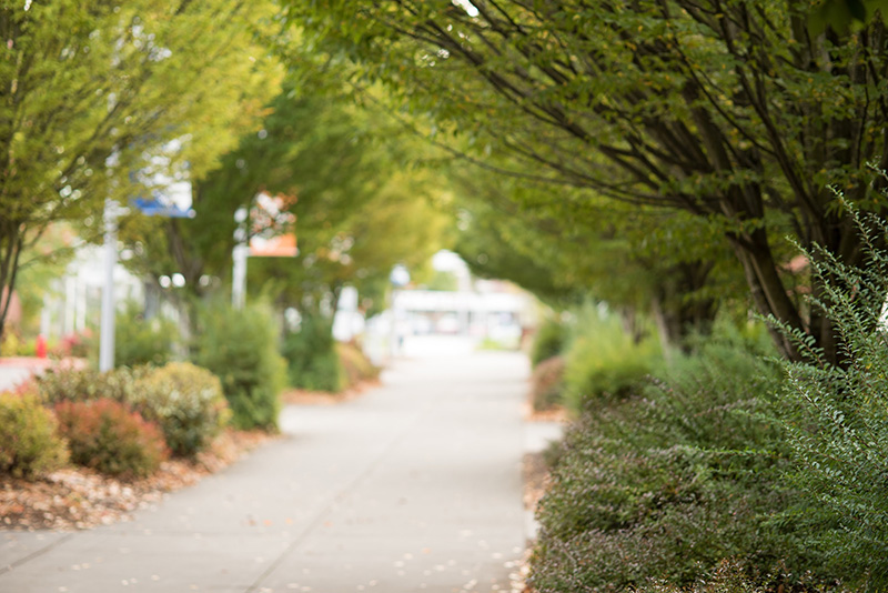 Trees at Southeast Campus along a walkway