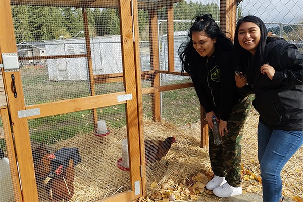 Students looking at chickens in a coop