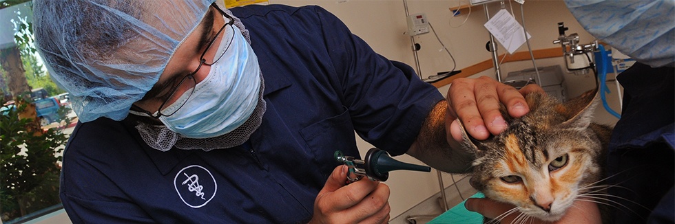 veterinary student cares for cat