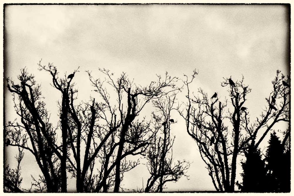 Dickinson photo