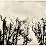 Dickinson photo