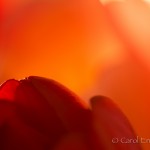 Enyart photo
