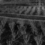 Levitt photo