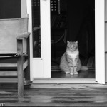 Wright photo