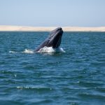 Grey whale breaching, Baja California, Mexico