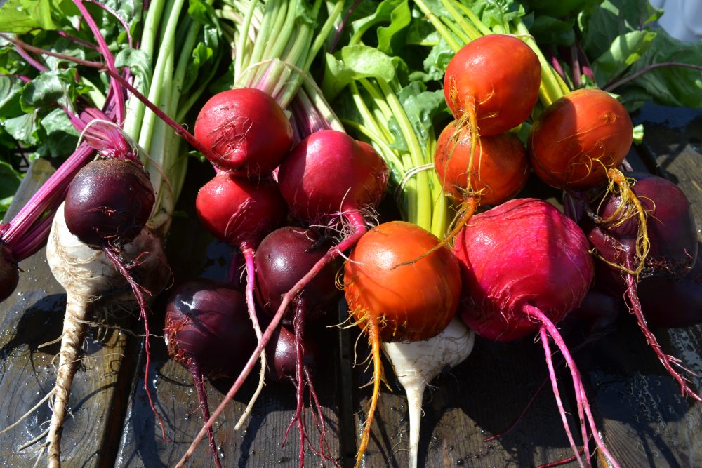 Beets from PCC Learning Garden!