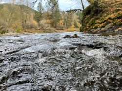 A close up photo of the riffles of Jones Creek that make up salmon habitat within Tillamook Forest. Cobble-sized rocks poke out from the water, and it is flanked on either side by greenery, such as forestry and moss covered boulders. 