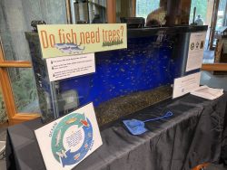 Inside the Tillamook Forest Center, a 50 gallon tank stands by the main doorway containing 500 salmon fry waiting to be released into nearby Jones Creek. Attached to the tank are signs depicting the symbiotic nature of trees and salmon within the forest ecosystem, and the life cycle of salmon. 
