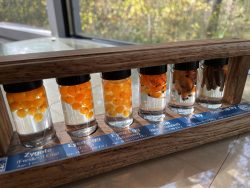 A close up of 6 specimen vials, each containing examples of salmon eggs through various stages of development: Zygote, Eyed Eggs (early) Eyed Eggs (Advanced), Alevins, Sac Fries, and Swim Up Fries.