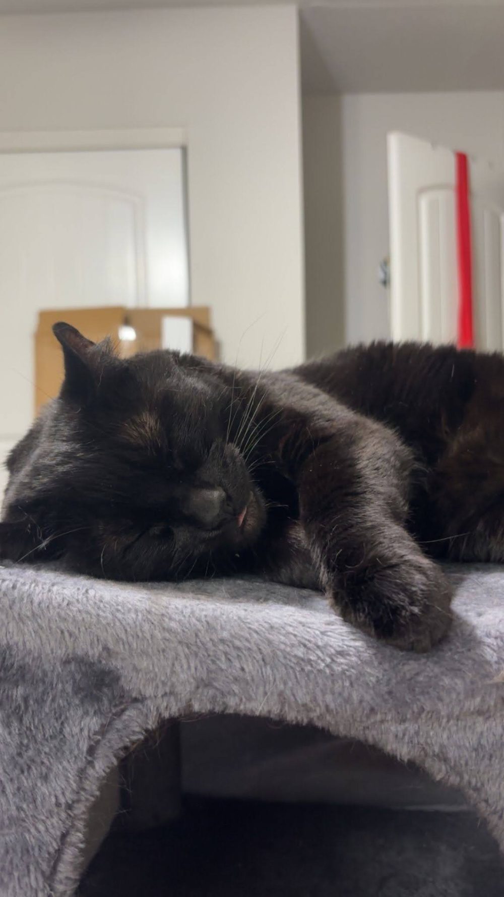 Freyja, a small black cat, lays on her side with her eyes closed. Her paws are crossed over each other and her tongue is very slightly stuck out.