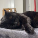Freyja, a small black cat, lays on her side with her eyes closed. Her paws are crossed over each other and her tongue is very slightly stuck out.