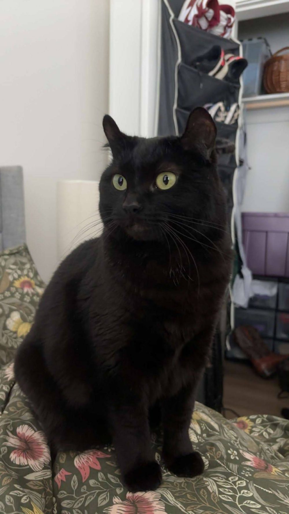Freyja, a small black cat, is sat alertly on a bed. Her yellow eyes are wide, and her ears demonstrate a notable backward curl.