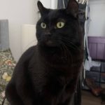 Freyja, a small black cat, is sat alertly on a bed. Her yellow eyes are wide, and her ears demonstrate a notable backward curl.