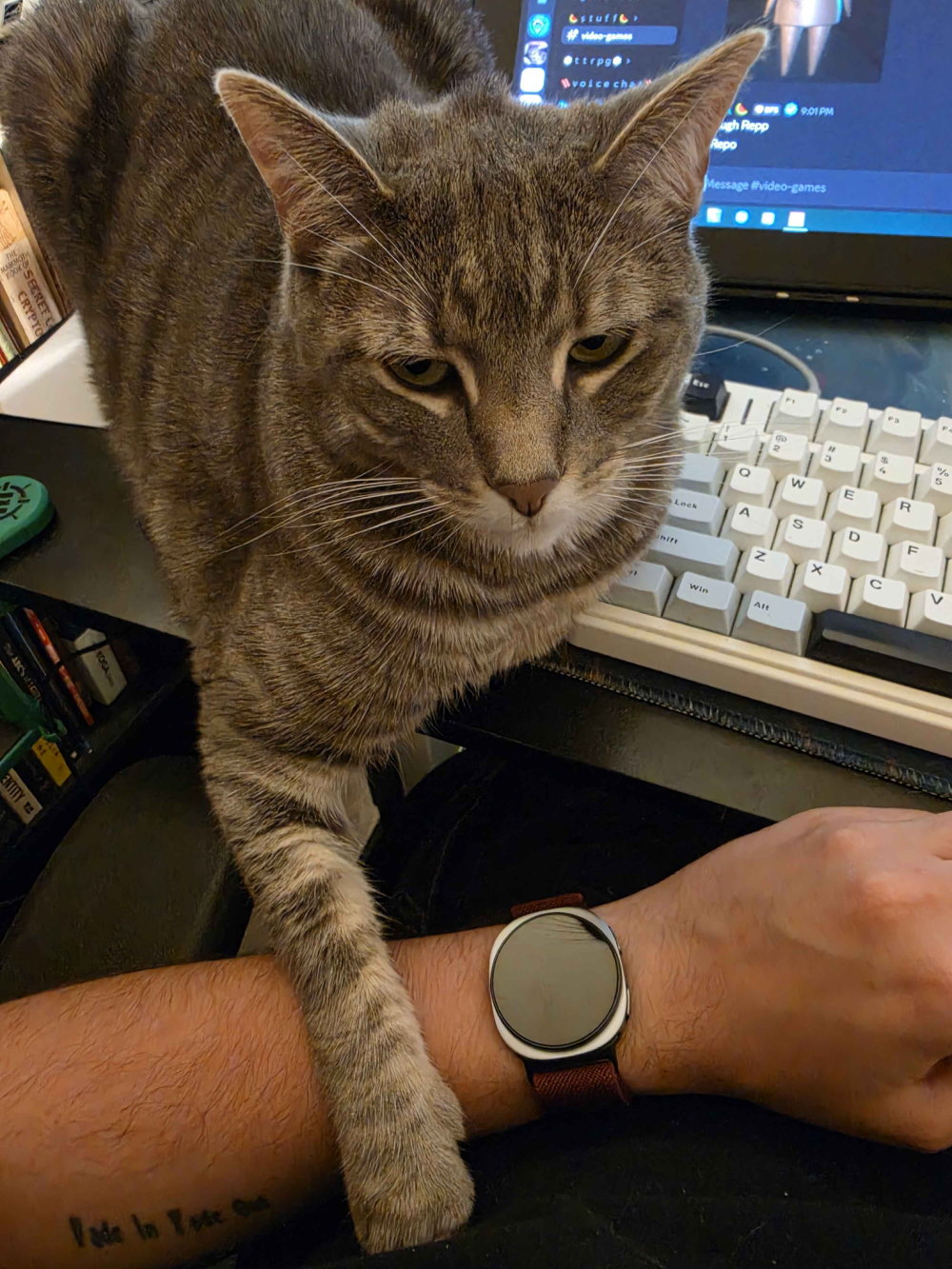 Atlas, a Silver Tabby, loafs on a desk beside a keyboard. She has one paw extended, hooked on a person's arm as looks at the camera with an expression that almost looks disinterested due to the shape of her eyes.