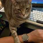Atlas, a Silver Tabby, loafs on a desk beside a keyboard. She has one paw extended, hooked on a person's arm as looks at the camera with an expression that almost looks disinterested due to the shape of her eyes.