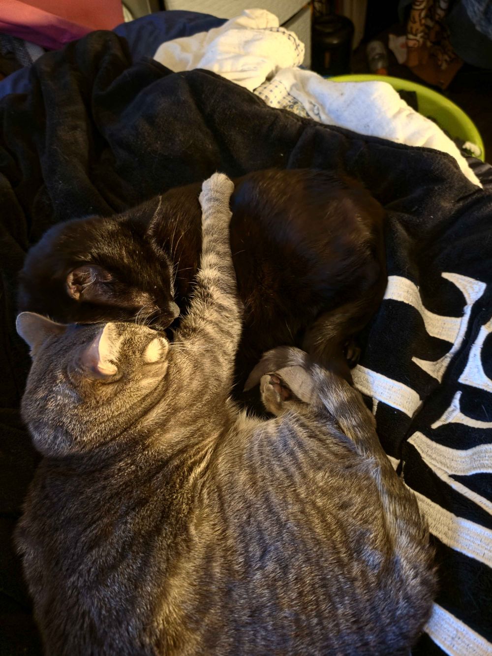 Atlas, a silver Tabby cat, and Binx, a black void cat, snuggle on a black blanket. Atlas has her forehead pressed to Binx's cheek and Atlas has a paw out, over Binx, giving him a hug.