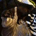 Atlas, a silver Tabby cat, and Binx, a black void cat, snuggle on a black blanket. Atlas has her forehead pressed to Binx's cheek and Atlas has a paw out, over Binx, giving him a hug.