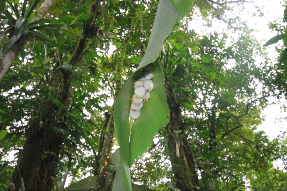 Photo of bat eggs in Costa Rica
