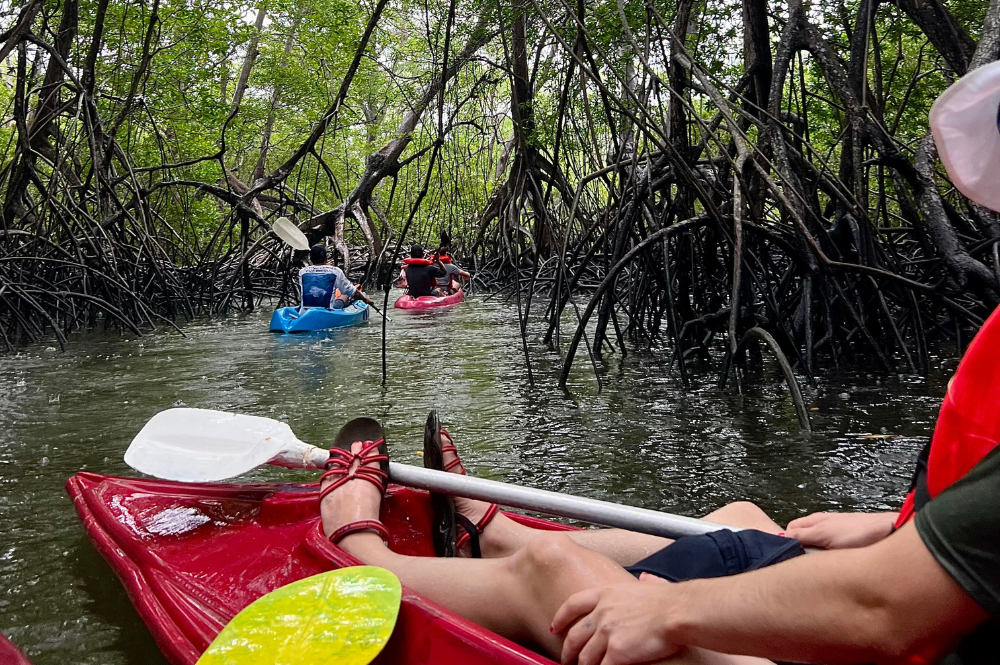 a person paddling in a kayak through a mangrove forest