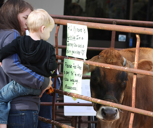 Mother holding small boy, looking at cow in petting zoo