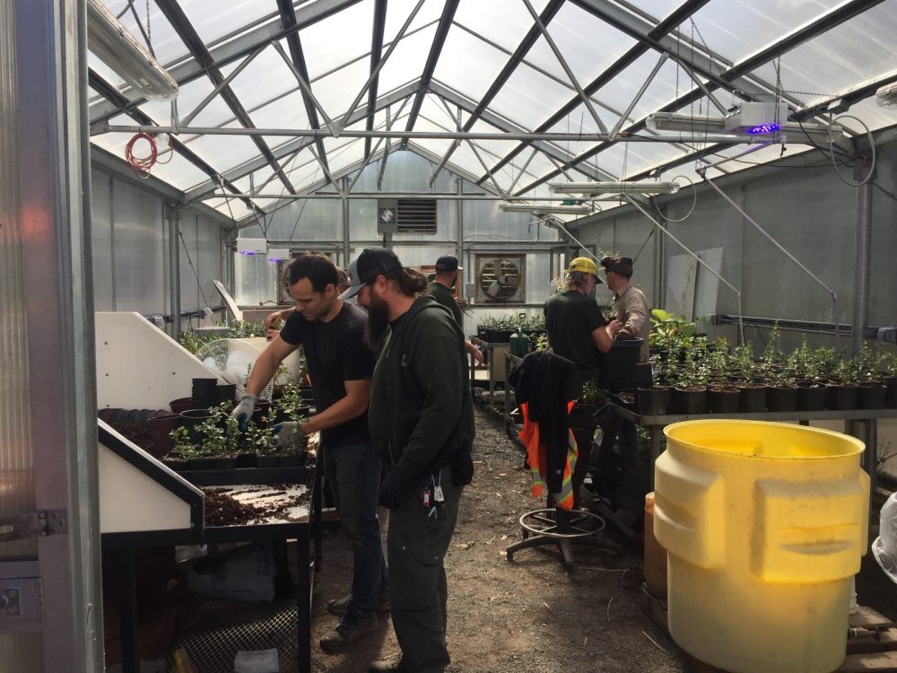 Grounds at SY Greenhouse