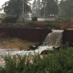 Sylvania's rain garden