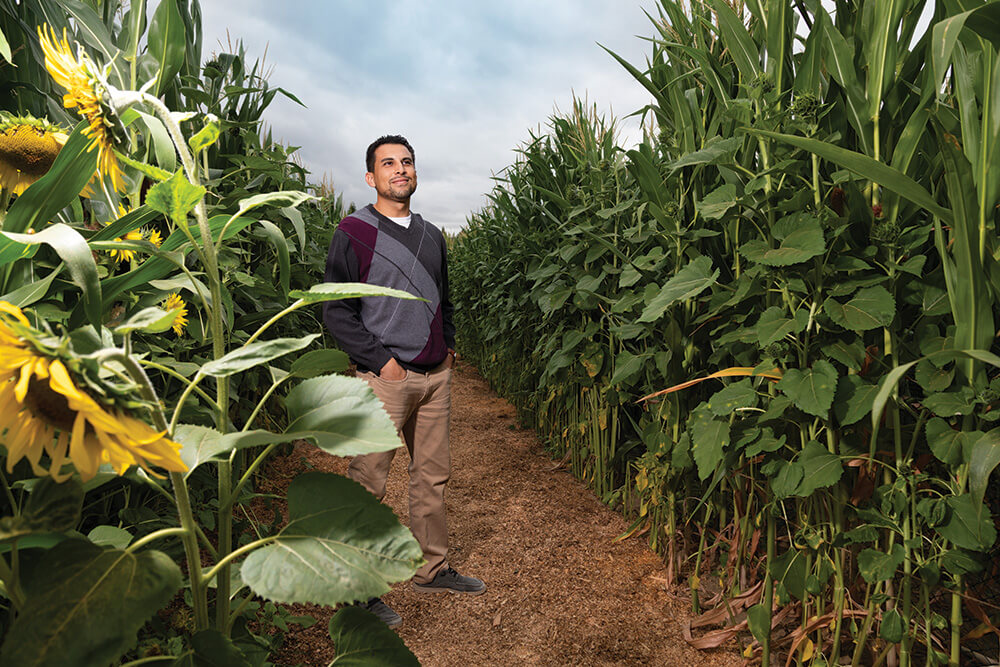 Greg standing in a field of sunflowers