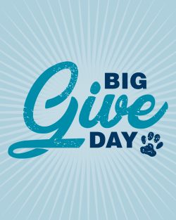 Big Give Day logo