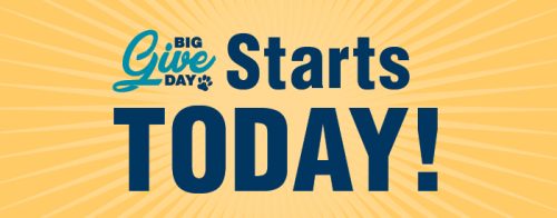 Graphic that says "Big Give Day starts today"