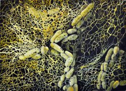 Laura Ahola Young: Prodromes