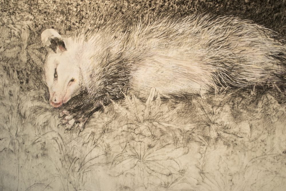 Charcoal and pastel drawing of a possum laying in grass