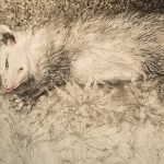 Charcoal and pastel drawing of a possum laying in grass