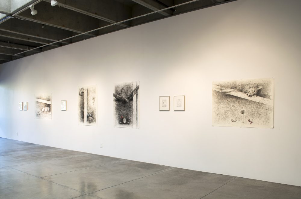 Installation on wall: four large charcoal drawings with 5 small framed drawings