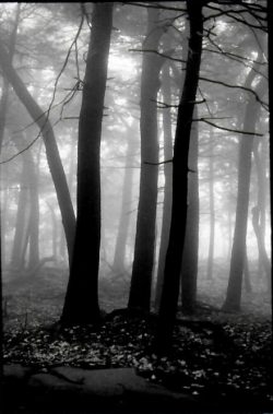 Black and white image of trees