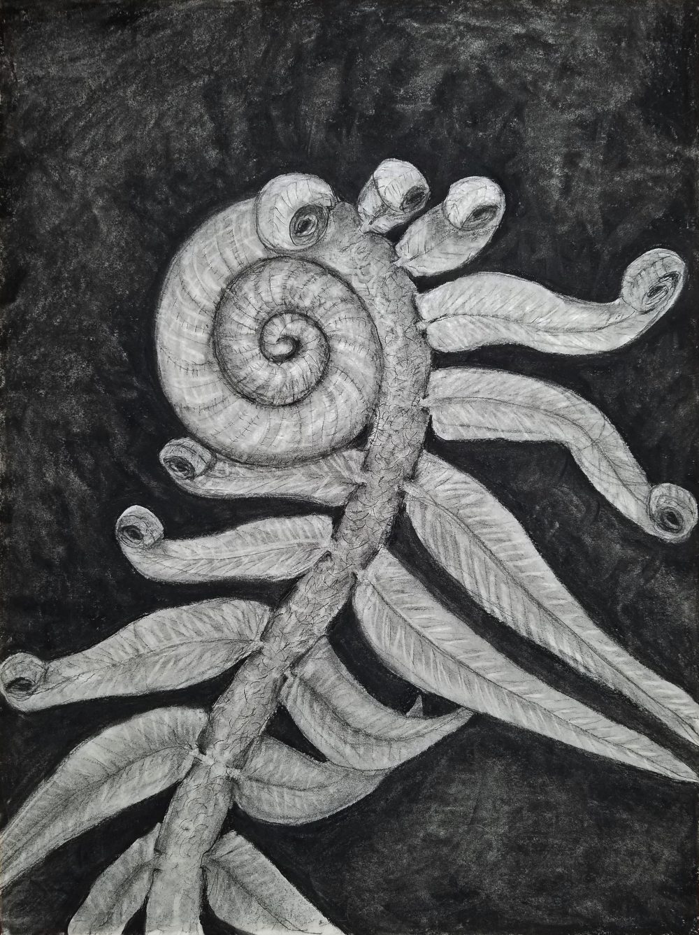 Maggie Dunklee; Fern Frond Unfurling, 2020; Compressed Charcoal and Erasers; 18 x 24"; Drawing
