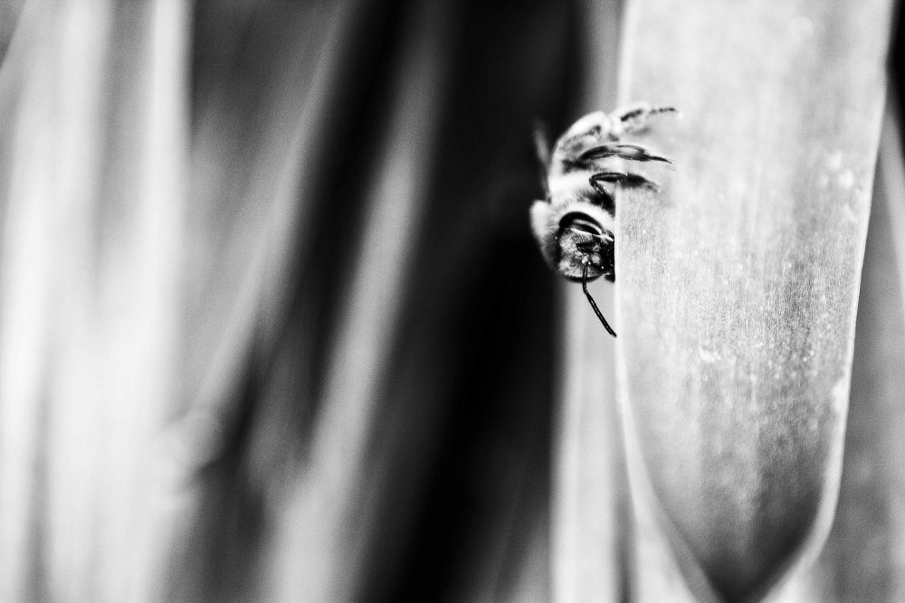 Stephen Church, Peekaboo, 2020, digital photograph