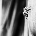 Stephen Church, Peekaboo, 2020, digital photograph