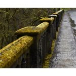 Joey DeSilva, Moss Bridge, 2019, digital photograph