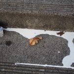 Joshua Dupuis, Spilt Milk, 2019, digital photograph