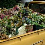 Abe Eddy, Flower Truck, 2020, digital photograph