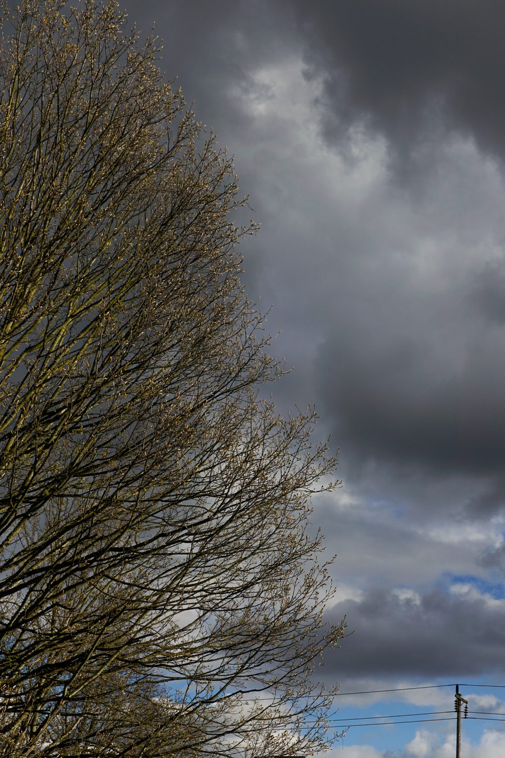 Abe Eddy, Tree, 2020, digital photograph