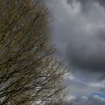 Abe Eddy, Tree, 2020, digital photograph